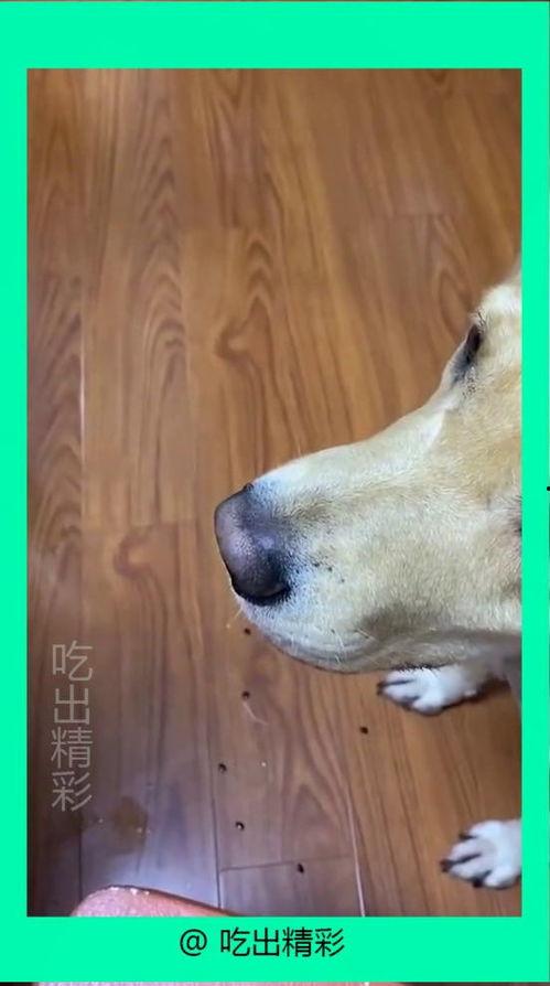 狗子吃瓜成功,意外解锁美食新境界