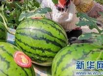 西昌传播吃瓜犯法吗,法律边界与道德考量