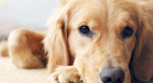 金毛偷瓜吃,一场夏夜乡村的欢乐盛宴