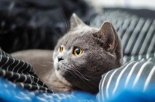 蓝猫明信片吃瓜,吃瓜背后的故事与启示