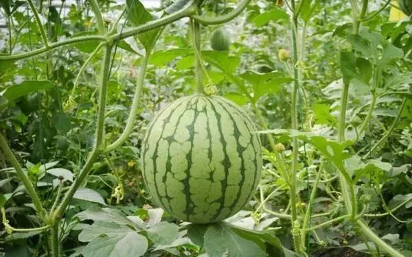 重庆美杜莎吃瓜事件,一场网络狂欢背后的真相揭秘