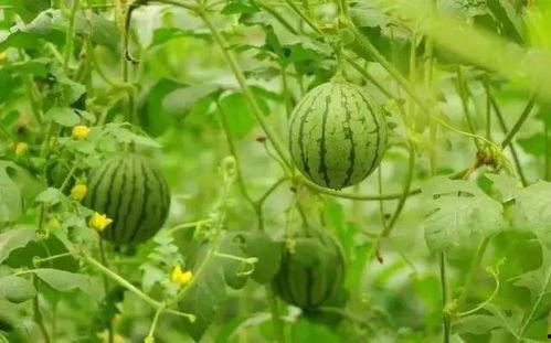 烈日炎炎吃瓜文案,瓜果飘香——清凉一夏吃瓜指南