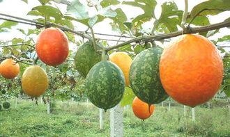 女人梦见和儿子吃吊瓜,母亲与儿子共享吊瓜的温馨瞬间