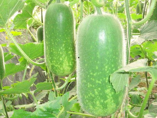 最全吃瓜平台污,污界风云录