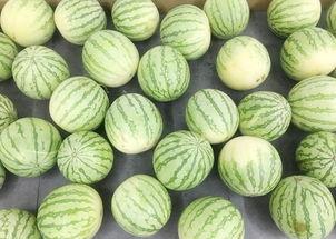 吃瓜情报地,吃瓜情报大揭秘，明星幕后故事全曝光