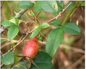 铁子吃瓜,揭秘娱乐圈背后的那些事儿