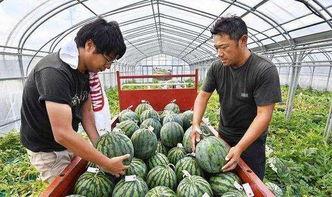 中石油老总吃瓜,揭秘行业幕后风云