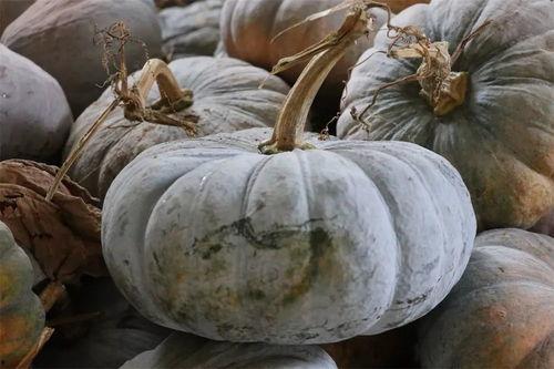 吃地瓜还是有机瓜,健康饮食的选择之道