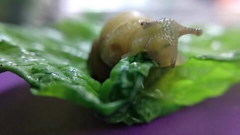 蜗牛奶吃瓜,探寻网红美食背后的故事