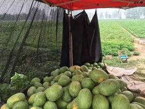 花田月下吃大瓜,共享瓜果盛宴