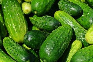 梦见瓜地吃黄瓜,瓜地黄瓜，味蕾间的神秘之旅