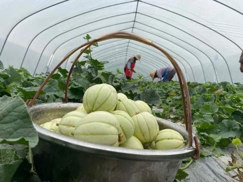 吃瓜亭如何得到,网络热点的幕后故事