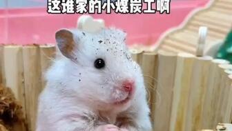 小老鼠吃瓜么,小老鼠的夏日瓜果盛宴