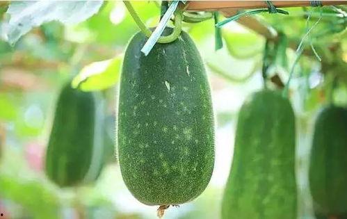 吃最大的瓜,揭秘史上最大瓜的诞生之谜